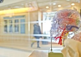 A bit of brain science to set the scene